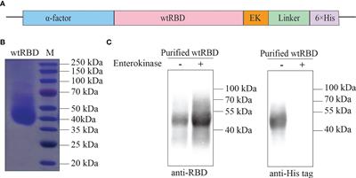 A vaccine based on the yeast-expressed receptor-binding domain (RBD) elicits broad immune responses against SARS-CoV-2 variants